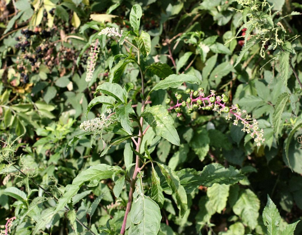 Phytolacca americana